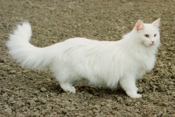 Mingo
