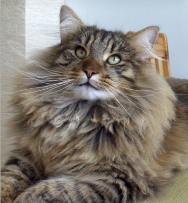Leevi