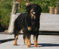 Duenna