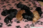 L-litter