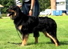 Rudi
