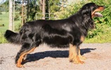 World Dog Show 2008