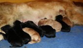 M-litter