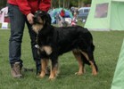 Ginette