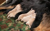 I-litter