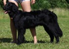 Loki