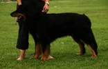 Ferio