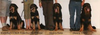 World dog show 2008